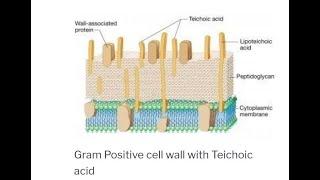 Teichoic Acid