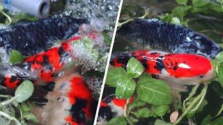 Koi breeding SUCCESS! | Breeding project part 3