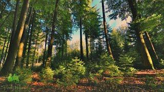  4K - Relaxing Nature Sounds, Forest Sounds, Bird Song