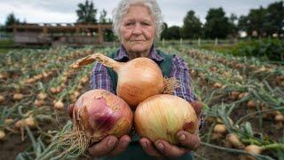 The Secret to Giant Onions – Just Add THIS to Your Soil!