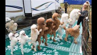 Funny Toy Poodle Puppies Videos, Cute Mini Teacup Poodles Playing, Miniature Poodle Barking Grooming