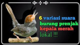 6 variasi  suara prenjak kepala merah lokal super gacor!!!