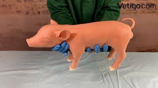 Castration Piglet "Castro"