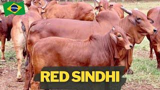 Red Sindhi: The Future of Cattle