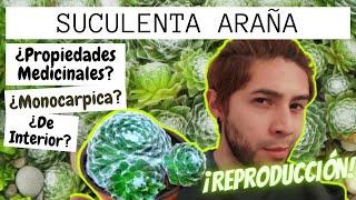 Todo sobre ️ Sempervivum Arachnoideum | PROPAGACIÓN & CUIDADOS ️ #sempervivum #suculentas #araña