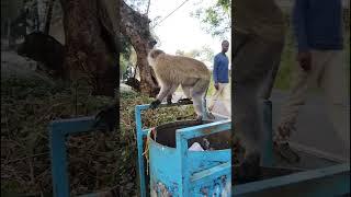 Urban Jungle: The Vervet Monkeys of Nairobi Kenya.