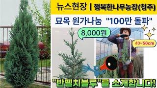 [뉴스현장II] 묘목 원가나눔 "100만 돌파" 반펠츠블루 4~50cm 초특가 가격실화? [500주 한정판매]