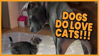 These Dogs Just Love Cats! ️ #compilation | PAWSOME PETS