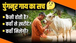 पुंगनूर (छोटी गाय) की पूरी जानकारी Detail Video about #punganuru cow