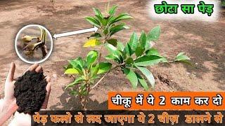 How to grow chiku plant ||  गामले में chiku के ज्यादा फल कैसे लें || chiku plant