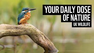 A daily dose of nature | UK wildlife | WWF