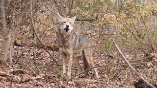 Rare Red Wolf Yodels and Howls