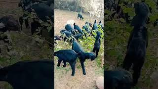 Goat baby videos| #viralvideo #youtube #funny #trending #goat #youtubeshorts #shorts #shortvideo #yt