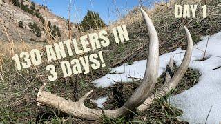 SHED HUNTING 2021 | 130 ANTLERS IN 3 DAYS