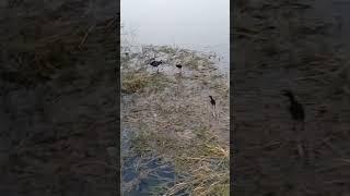 A Moorhen Family || Indian birds #birds #indianbirds #beautyofnature