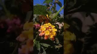 Lantana - Lantana Camara. A shrub that has flowers that change colour as they mature.