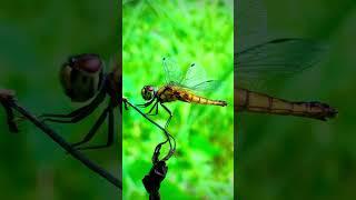 #nature #relaxing #biography #naturephotography  #biologystudy #srilanka 