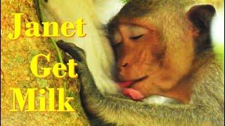 AH OMG !! Janet Monkey Adult Get Milk From Jane Monkey .. Has has