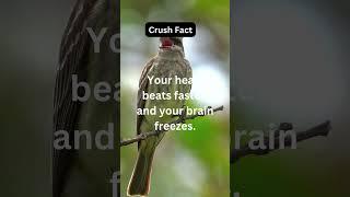 Daily Facts Worth All this is the fact channel. #birds #shorts #dailyfacts #motivation #nature