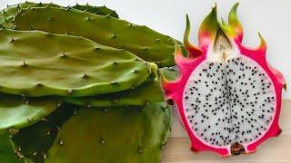 I spent 1095 days growing dragonfruit, and then I ate the cactus (The full story)