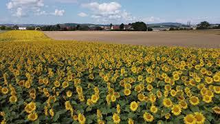 Mistelbach Sonnenblumen Juli 2020 4k