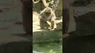 Monkey Eating Banana #shorts