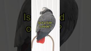 Apollo Mimics the Fish Crow ‍⬛