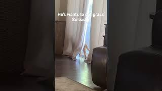 MEOW #recommended #shorts #tiktok #cats #funny #youtubeshorts #viral