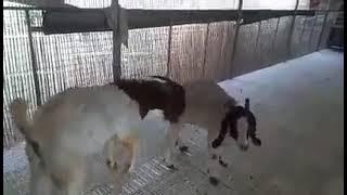 goat meting videos