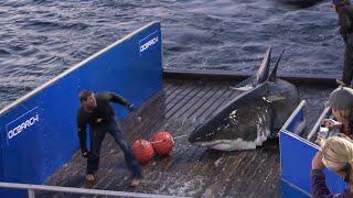 Mary Lee Starts OCEARCH's Journey To Expedition Nova Scotia 2020