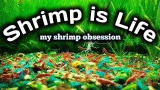 Shrimp is Life - My Shrimp Obsession - All My Shrimp Tanks