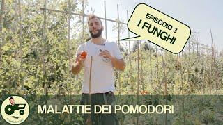 Le malattie dei pomodori: i FUNGHI - Il contadino Nick