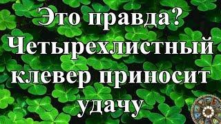 Это правда? Четырехлистный клевер приносит удачу.