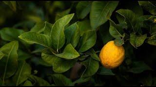 Lemon Appeal: How Lemons are Grown, Packed and Shipped from California with Limoneira Co.