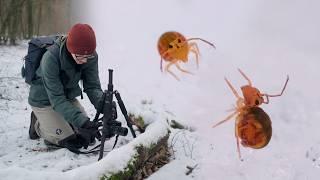 Filming Springtails in the Snow! - Macro Walks ep10