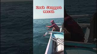 Strike iwak jenggot #mancing #fishing #mancingmania