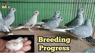 Dove breeding progress | Diamond dove | Dove birds | Morning dove | Doves | Dove Male Female