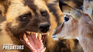 Hungry Wild Dogs Stalk Antelope and Calf in Hunt | Wildlife Icons 204