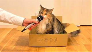 重大事件を起こしてしまい記者会見を開く猫 ひまり【反省してまーす】【イタズラ反省札】