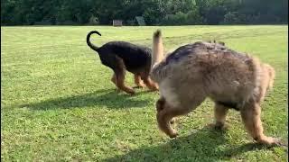 Airedale Terrier Spiel