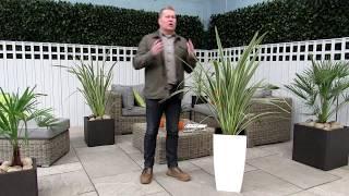 Phormium Variegata (Product Review)