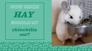 How Much Hay Should My Chinchilla Eat Every Day?