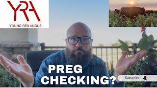 Should I Preg Check My Cows? with Young Red Angus