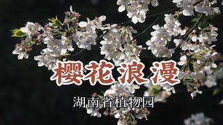 春日限定 浪漫樱花 长沙市区最近赏花地 湖南省植物园