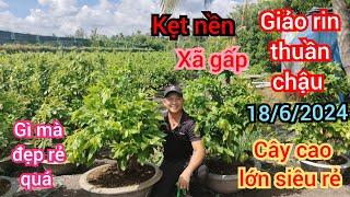 18/6/2024️0359611594 Phong  mai tàn lớn giảo rin thuần chậu giá siêu rẻ luôn mua nhiều có tặng