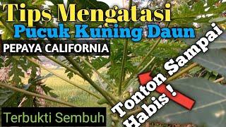 Tips Mengatasi Pucuk Kuning Daun Pepaya California