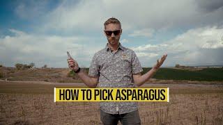 How To Pick And Harvest The Best Asparagus.