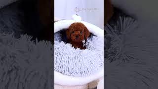 Jojo the red teacup Poodle #tinydogs #puppy #dogtoys #teacuppuppy  #cutestdog #shorts