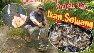 Cara dapat ikan seluang dengan bubu payung