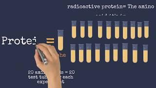 Nirenberg and Matthaei’s and Nirenberg and Leder’s Experiments